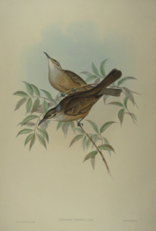 John Gould's Birds of Australia